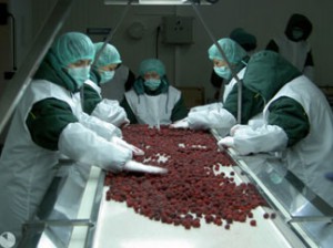 сирогојно компани