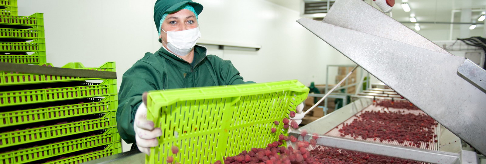 сирогојно малине