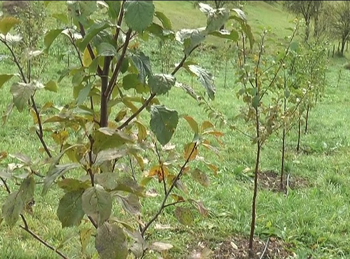 Почела исплата субвенција по хектару 