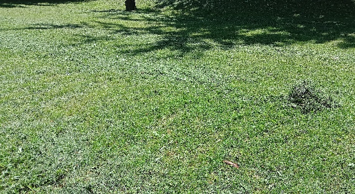 Покошена ливада