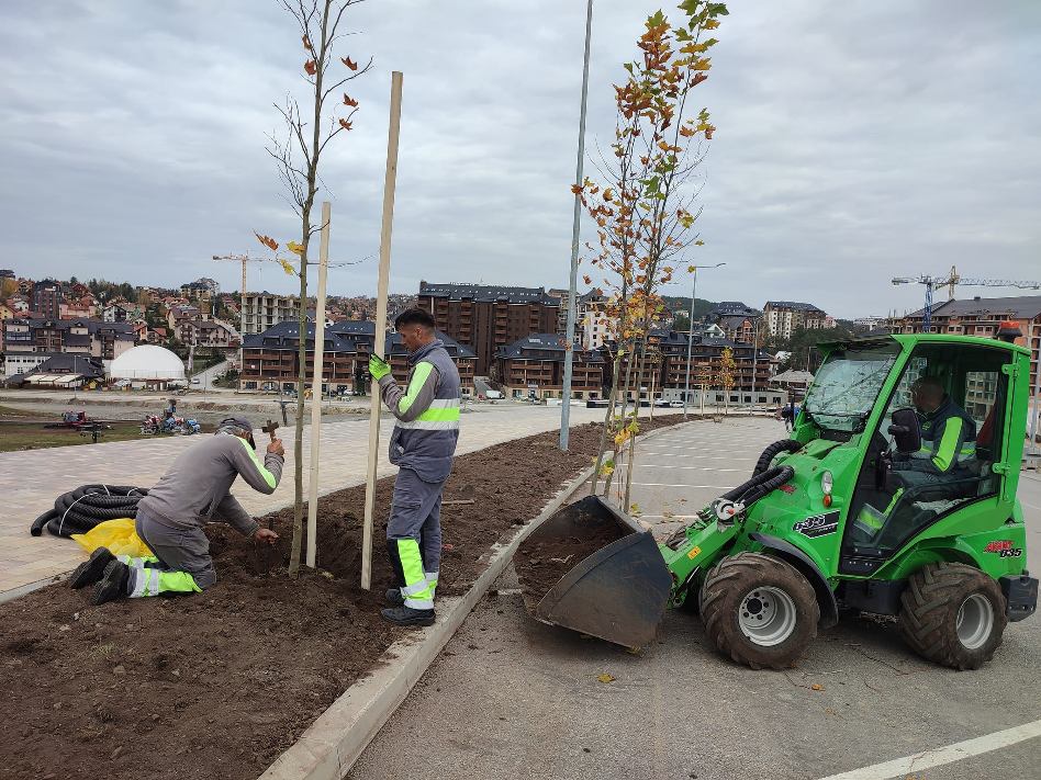 Садња платана на Златибору