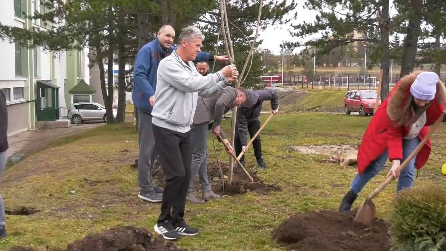 Сађење туја ТРК