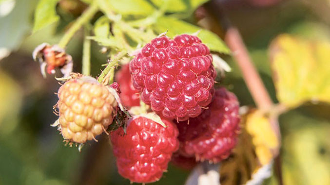 малинари малине