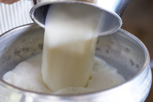 Пријављивање за премију за млеко за други квартал до 3.августа