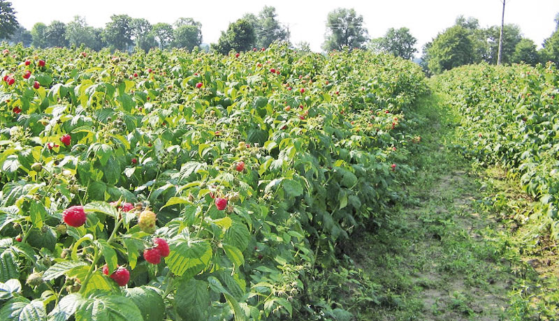 малине зрење зрење малине