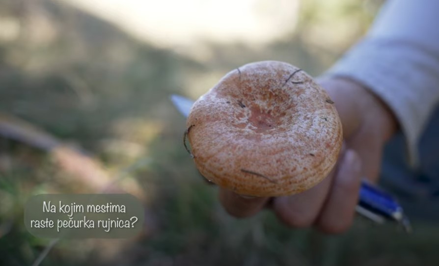 емисија зл.ризница емисија