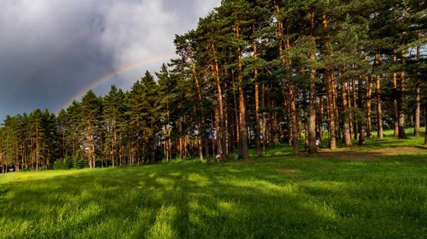 borova suma na zlatiboru