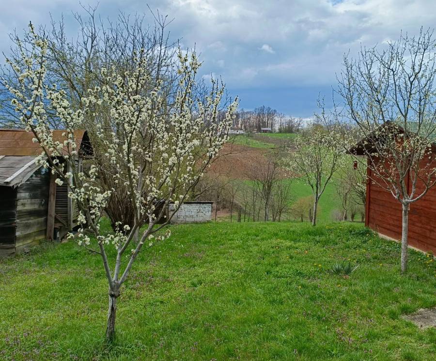 voćnjak voće