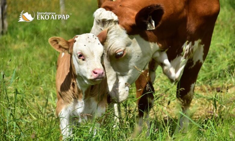 kravica-i-tele 1 kravica-i-tele