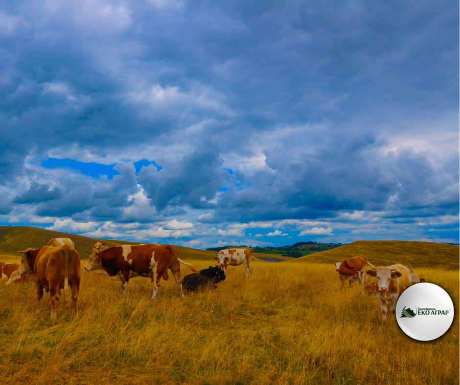 Органско сточарство Органско сточарство