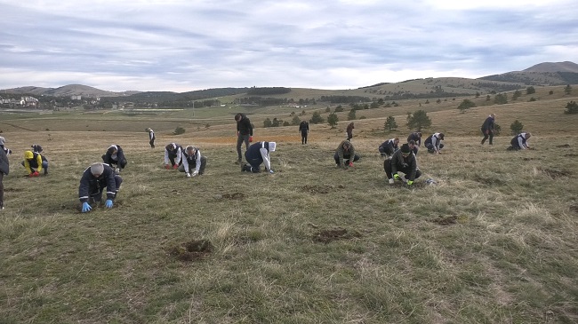 Пошумљавање