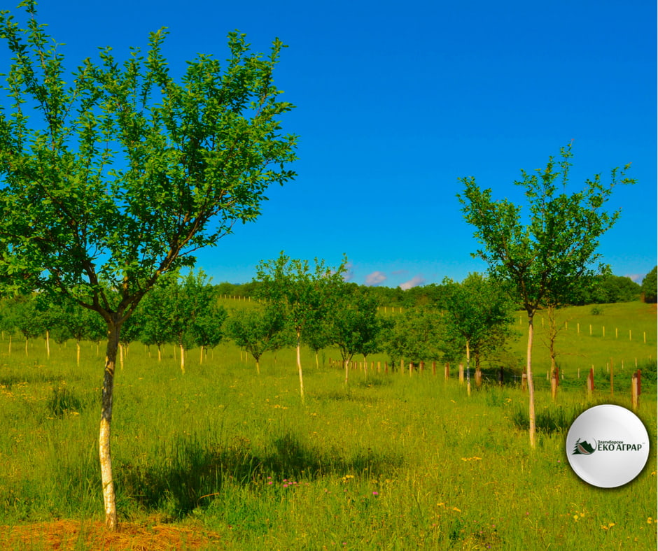 Eko agrar Zlatibor