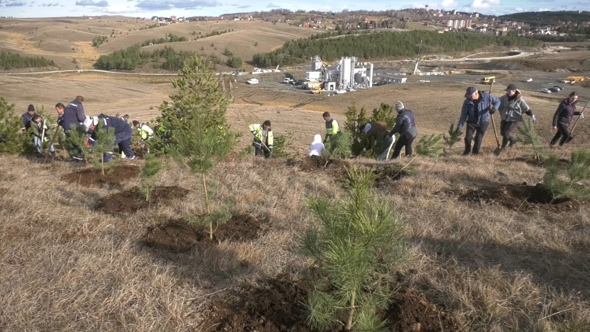 Акција пошумљавања