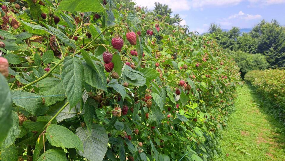 Расписан Јавни позив за подстицаје за премију осигурања биљака и животиња