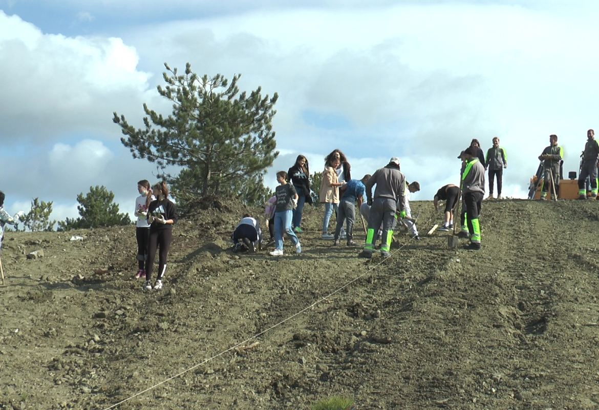 Пошумљавање