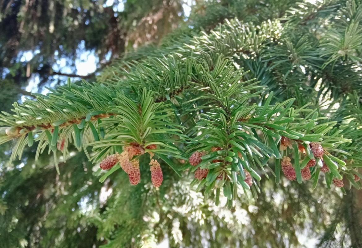 Мерење полена на Златибору 