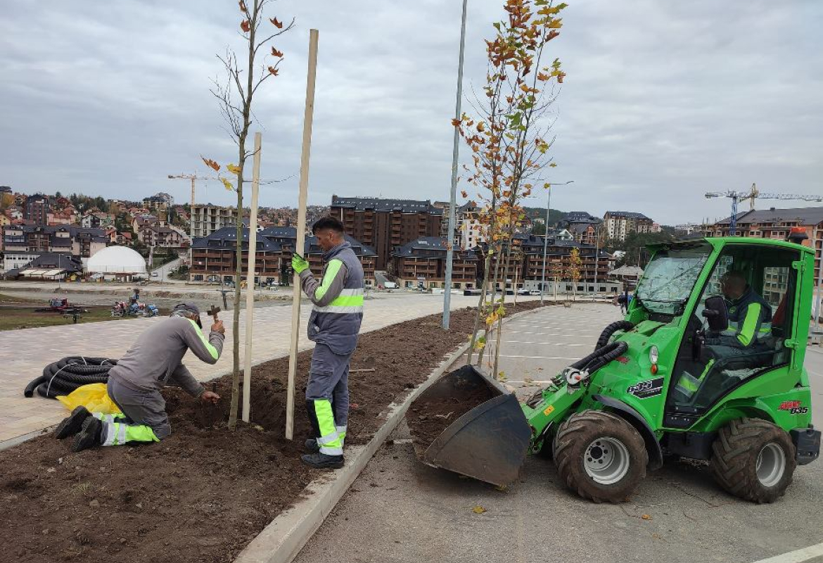 Садња платана на Златибору