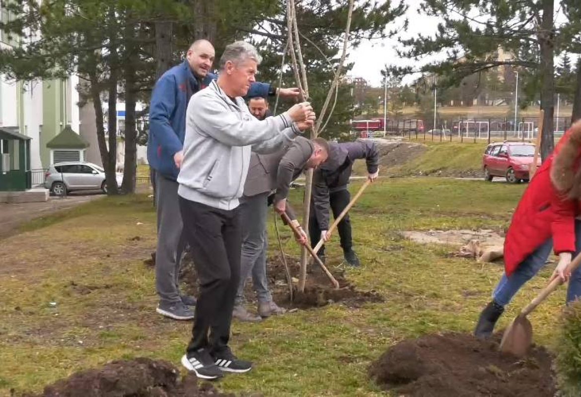 Сађење туја ТРК