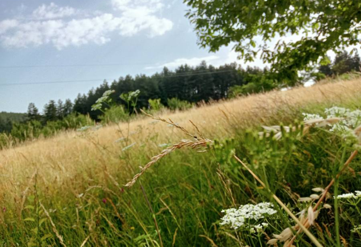 Природа, илустрација вести 