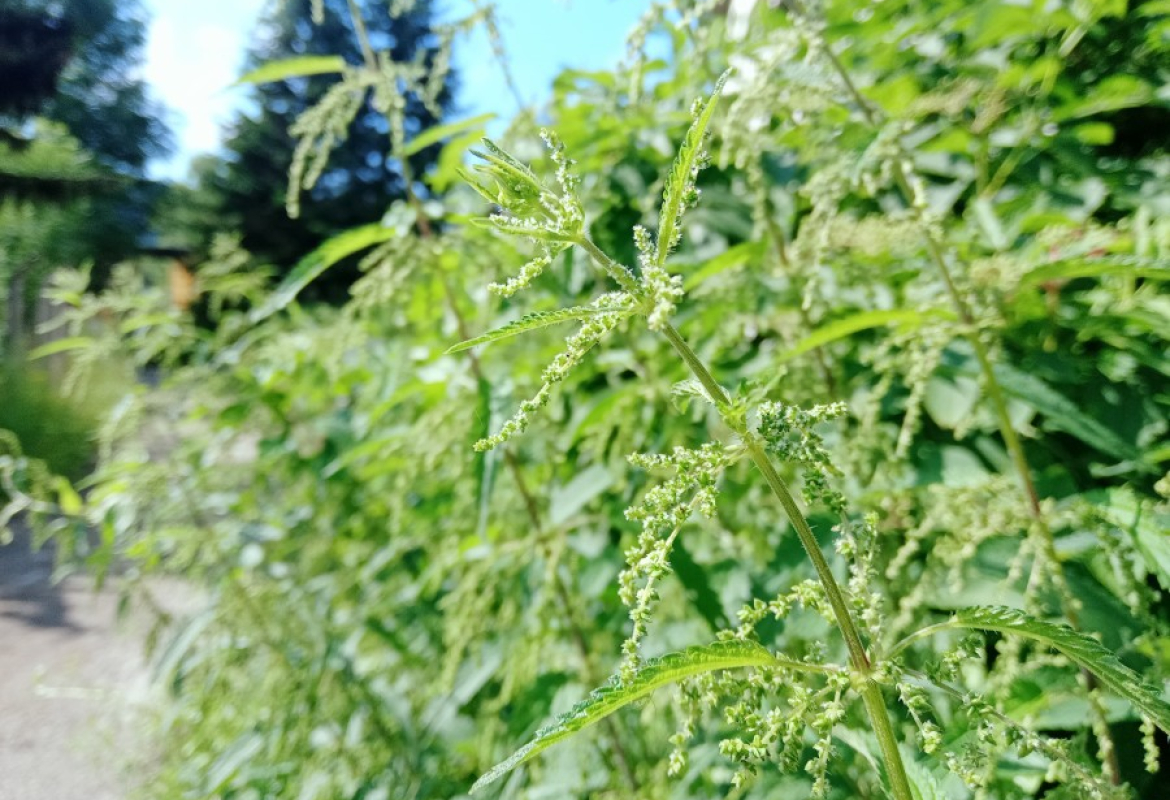 Коприва, илустрација вести