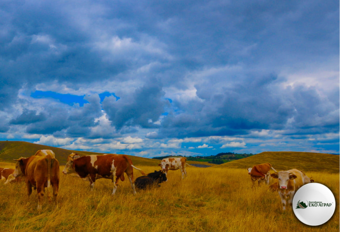 Органско сточарство