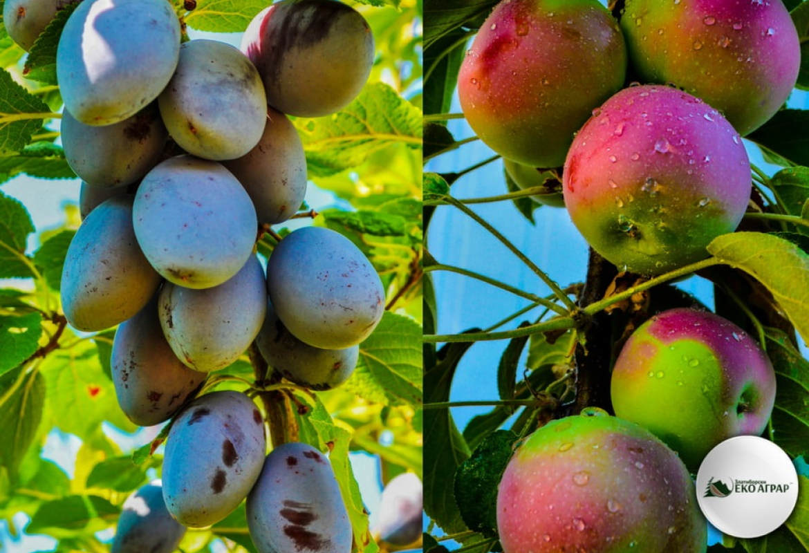 Органска биљна производња