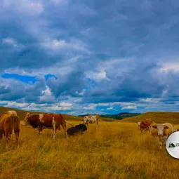 Органско сточарство
