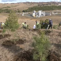 Акција пошумљавања