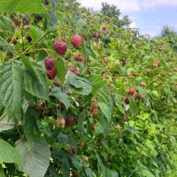 Расписан Јавни позив за подстицаје за премију осигурања биљака и животиња